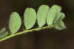 Bearded milkvetch